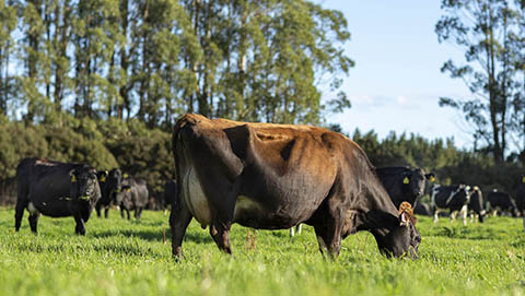 Dairy cattle grazing 