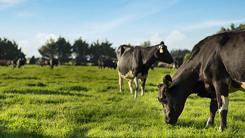 Dairy cows grazing 