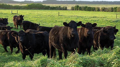 Herd of beef cattle 