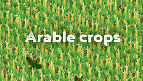 Arable crops