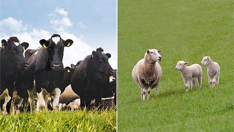 Dairy, sheep and beef cattle