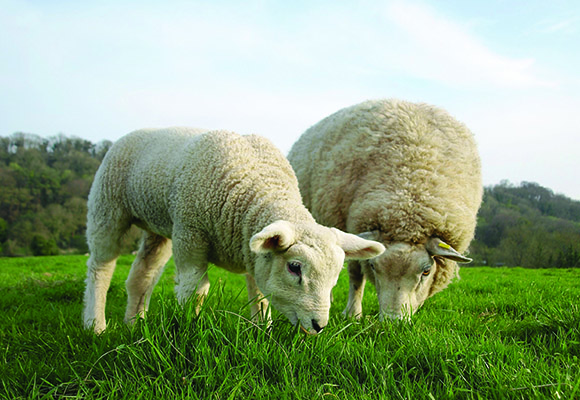 BAL Sheep & lamb eating grass 580x400.jpg