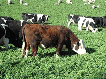 Cattle eating crops