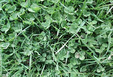 Clover ryegrass Lochinver Sept 05 -380x260.jpg