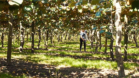 nutrient specialist doing a soil test on a kiwifruit orchard 