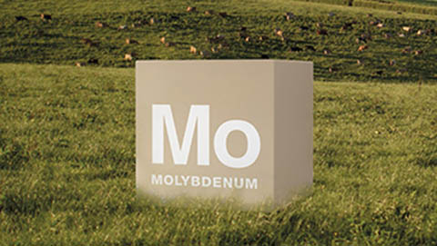 NutriMax micronutrients - Molybdenum 