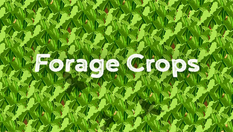Forage crops video