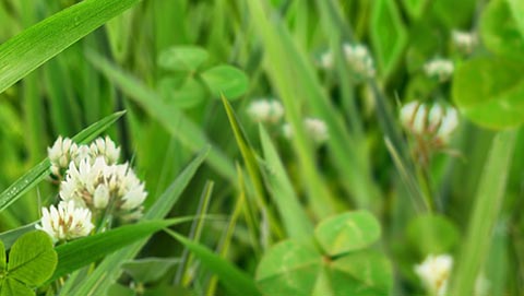Pasture with clover 