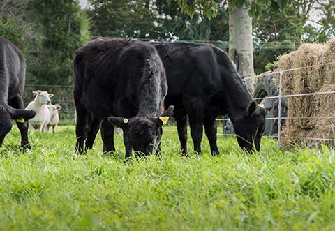 Bestiar Growing pasture for livestock | Lifestyle farming | Ballance