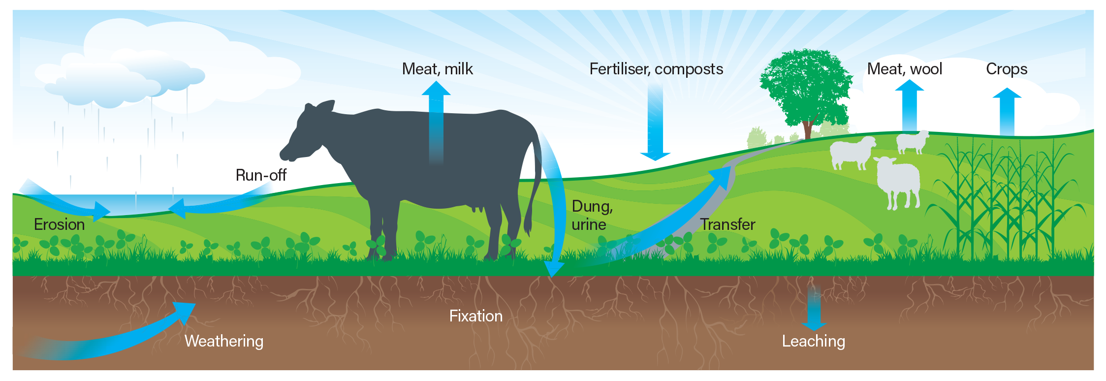 The major features of the phosphorus cycle on a pastoral farm
