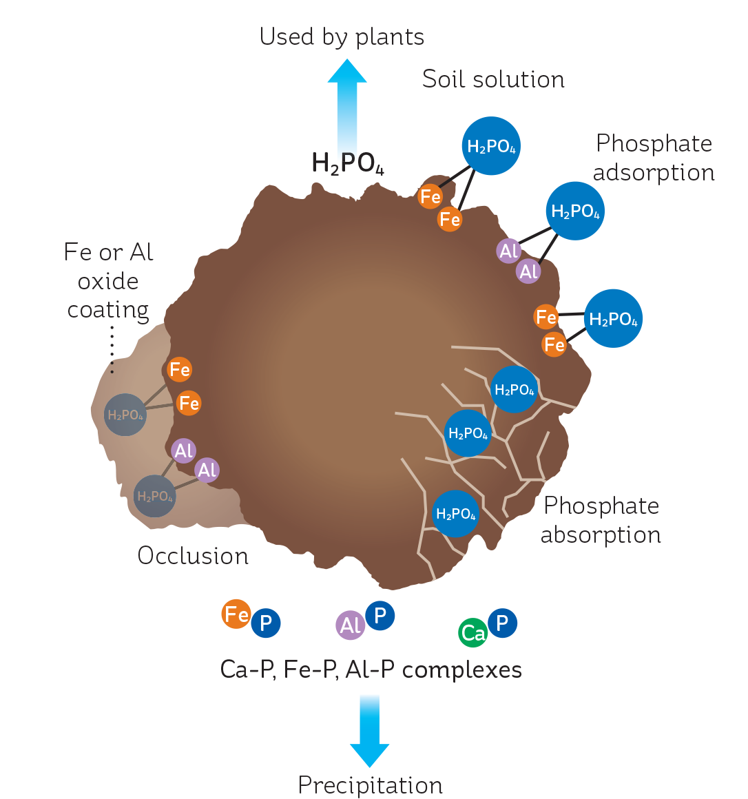 The fate of soluble phosphate added to soil. Adsorbed phosphate is readily released; absorbed and occluded phosphate less so. Insoluble complexes precipitated out of solution are unlikely to become available for plant uptake