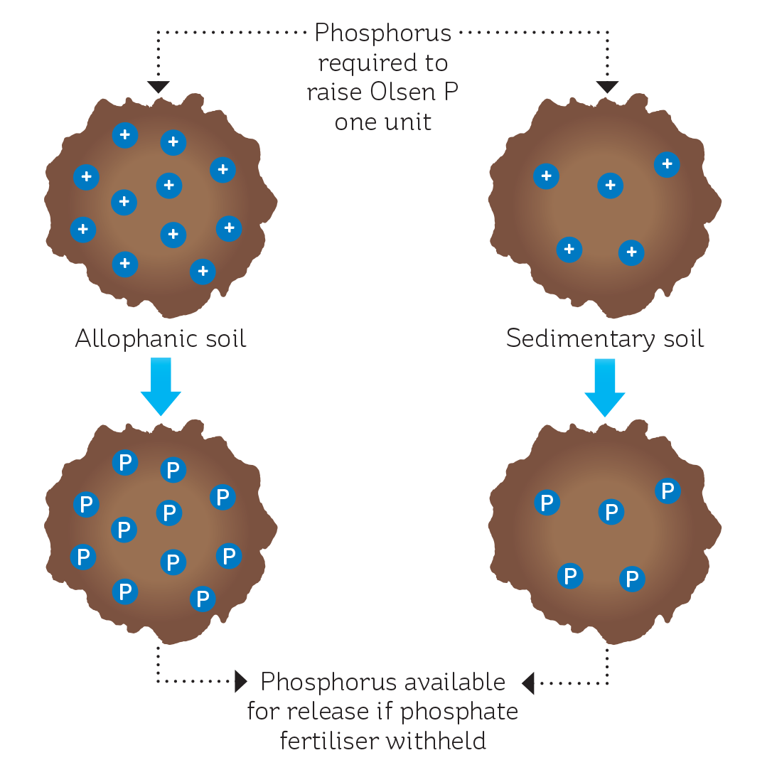 The effect of anion storage capacity on the capital phosphate fertiliser requirement and impact of withholding fertiliser