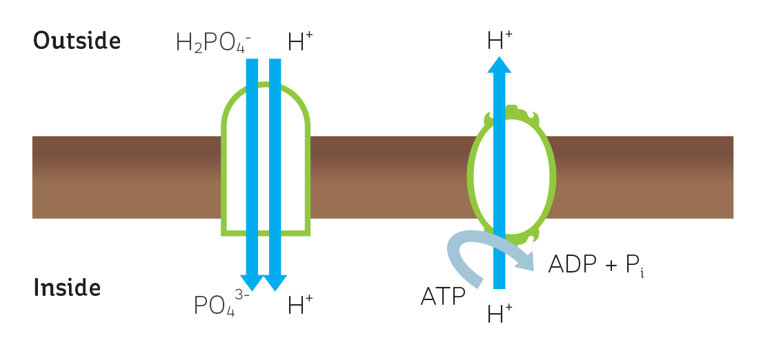 A model depicting the mechanism of phosphate transport intocells in plant roots