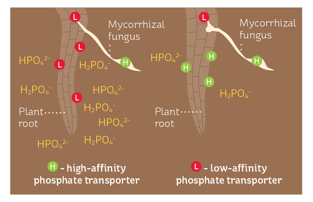 When soil phosphate levels are high, plants express lowaffinity
transporters; as levels fall, the plant produces highaffinity
transporters to more effectively capture the available
phosphate