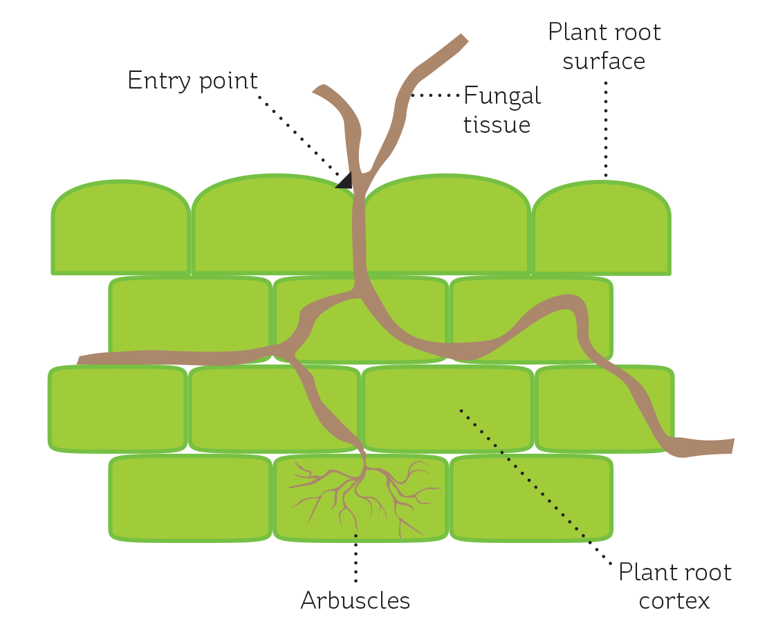 A schematic showing plant cell infection by a mycorrhizal fungus