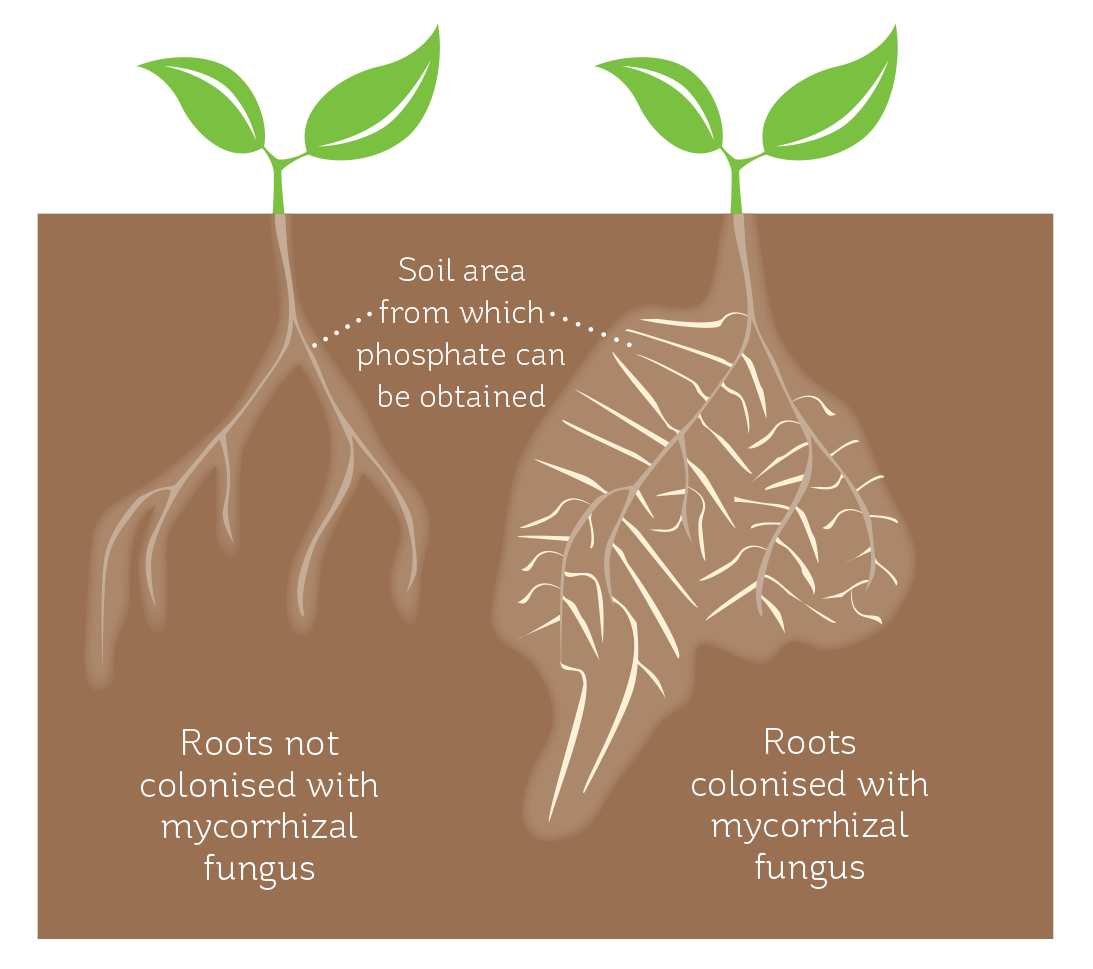 Plant roots infected with arbuscular mycorrhizal fungi are able to
source phosphate from a greater soil volume.