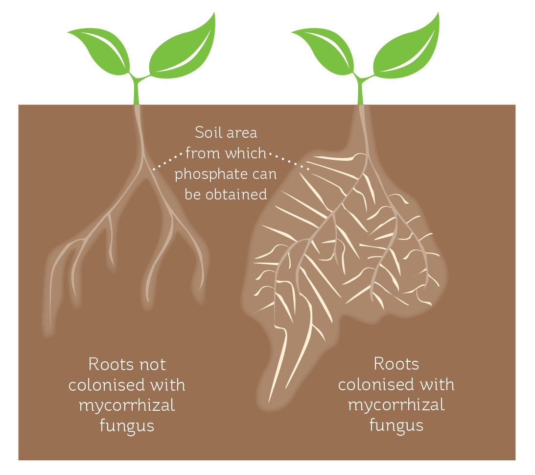 Uptake by plants | Phosphorus Advice | Ballance