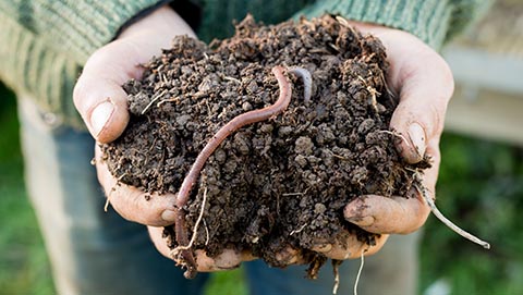 Farm with handful of soil